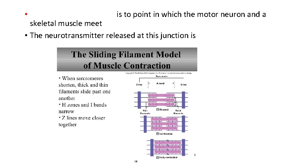  • Neuromuscular junction is to point in which the motor neuron and a