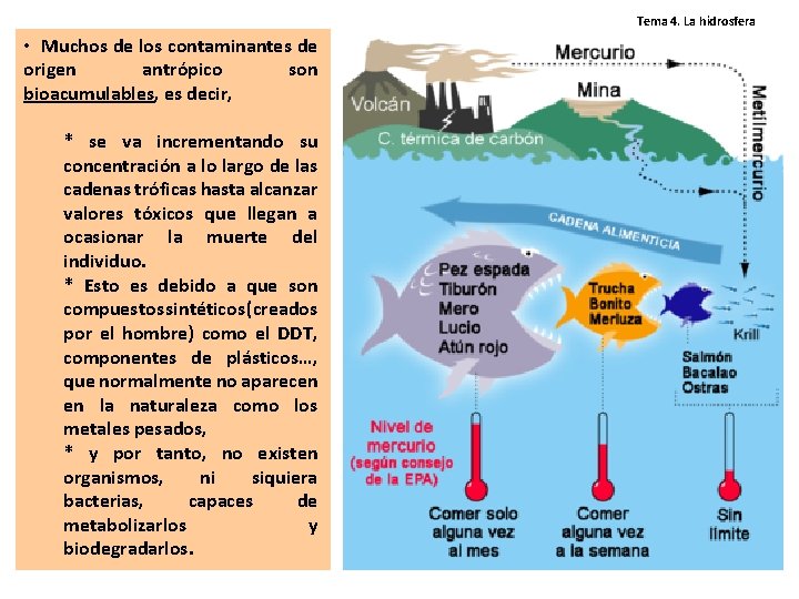 Tema 4. La hidrosfera • Muchos de los contaminantes de origen antrópico son bioacumulables, Tema 4. La hidrosfera • Muchos de los contaminantes de origen antrópico son bioacumulables,