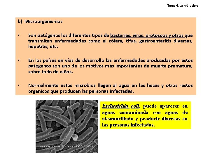 Tema 4. La hidrosfera b) Microorganismos • Son patógenos los diferentes tipos de bacterias, Tema 4. La hidrosfera b) Microorganismos • Son patógenos los diferentes tipos de bacterias,