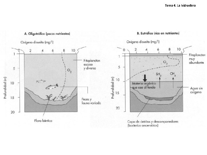 Tema 4. La hidrosfera Tema 4. La hidrosfera