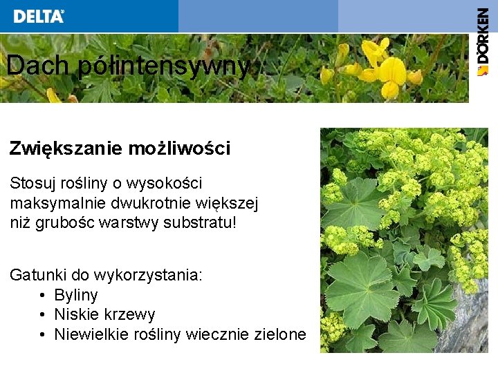 Dach półintensywny Zwiększanie możliwości Stosuj rośliny o wysokości maksymalnie dwukrotnie większej niż grubośc warstwy