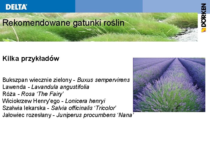 Rekomendowane gatunki roślin Kilka przykładów Bukszpan wiecznie zielony - Buxus sempervirens Lawenda - Lavandula