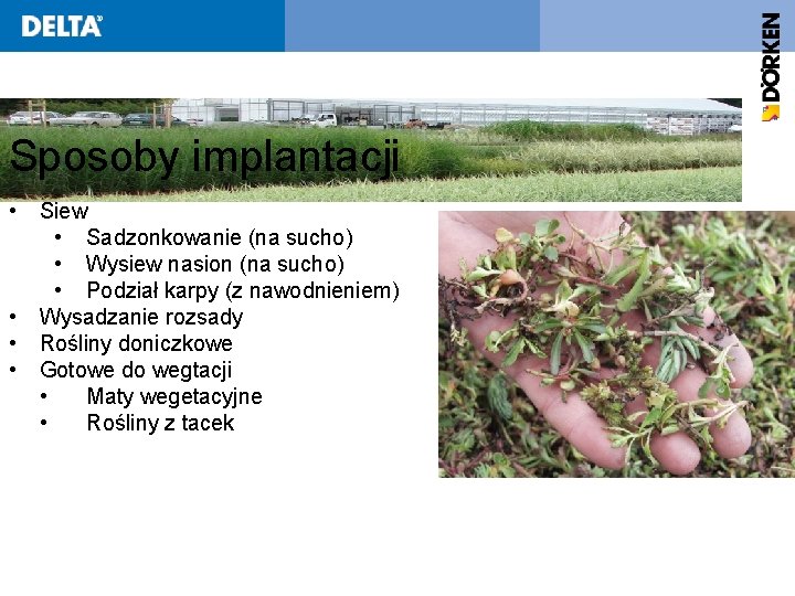 Sposoby implantacji • • Siew • Sadzonkowanie (na sucho) • Wysiew nasion (na sucho)