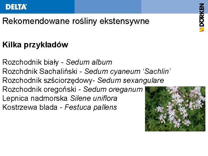 Rekomendowane rośliny ekstensywne Kilka przykładów Rozchodnik biały - Sedum album Rozchdnik Sachaliński - Sedum