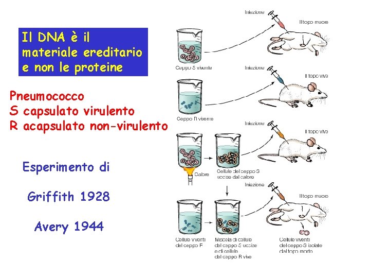 Il DNA è il materiale ereditario e non le proteine Pneumococco S capsulato virulento