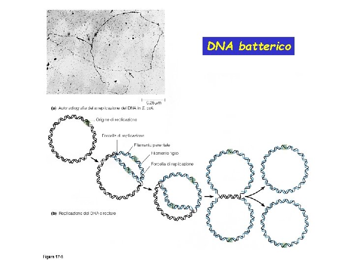 DNA batterico 