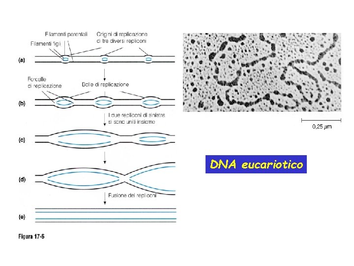 DNA eucariotico 