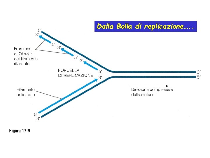 Dalla Bolla di replicazione…. . 