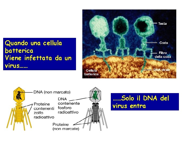 Quando una cellula batterica Viene infettata da un virus…… ……Solo il DNA del virus