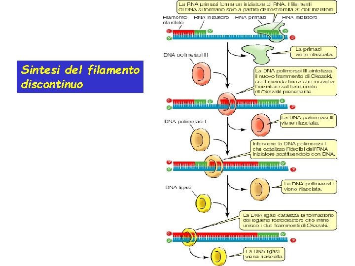 Sintesi del filamento discontinuo 