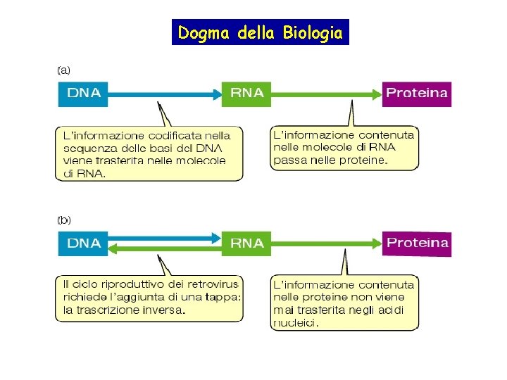 Dogma della Biologia 