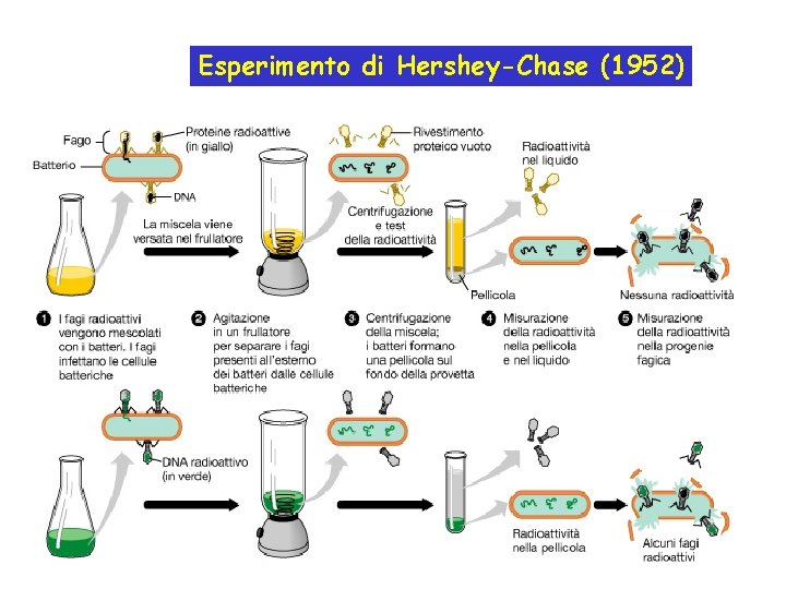 Esperimento di Hershey-Chase (1952) 