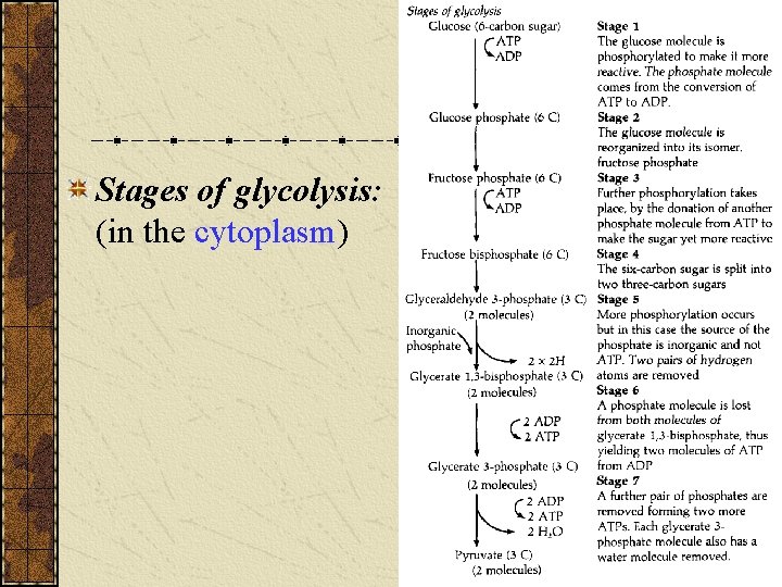 Stages of glycolysis: (in the cytoplasm) Stages of glycolysis: (in the cytoplasm)