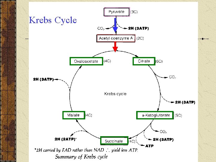 Krebs Cycle Krebs Cycle