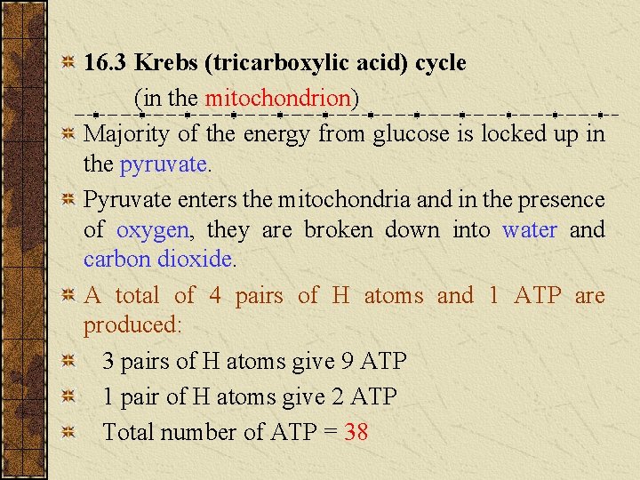 16. 3 Krebs (tricarboxylic acid) cycle (in the mitochondrion) Majority of the energy from 16. 3 Krebs (tricarboxylic acid) cycle (in the mitochondrion) Majority of the energy from