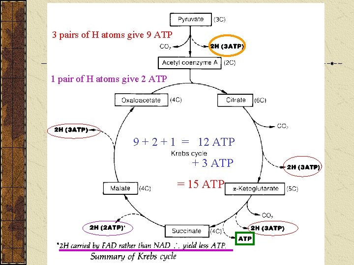 3 pairs of H atoms give 9 ATP 1 pair of H atoms give 3 pairs of H atoms give 9 ATP 1 pair of H atoms give