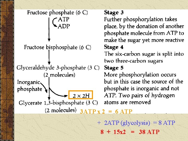 3 ATP x 2 = 6 ATP + 2 ATP (glycolysis) = 8 ATP 3 ATP x 2 = 6 ATP + 2 ATP (glycolysis) = 8 ATP