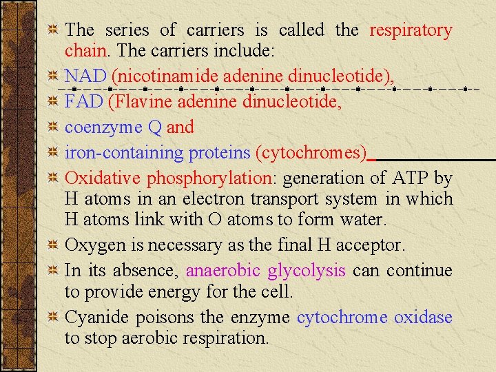 The series of carriers is called the respiratory chain. The carriers include: NAD (nicotinamide The series of carriers is called the respiratory chain. The carriers include: NAD (nicotinamide