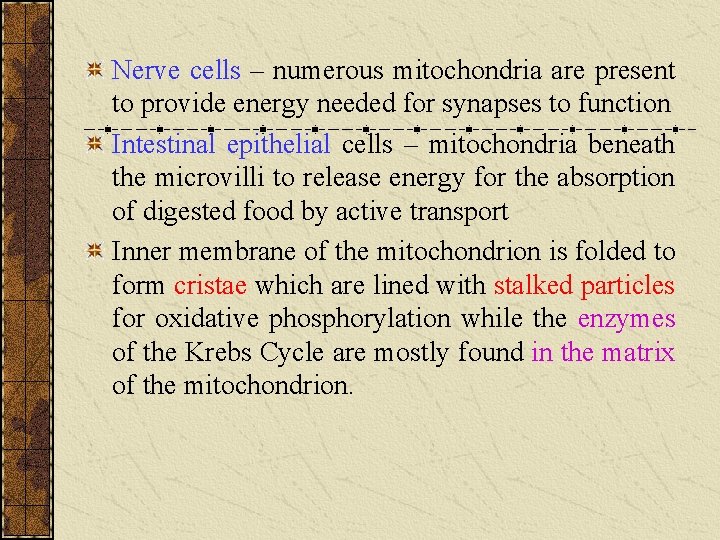 Nerve cells – numerous mitochondria are present to provide energy needed for synapses to Nerve cells – numerous mitochondria are present to provide energy needed for synapses to