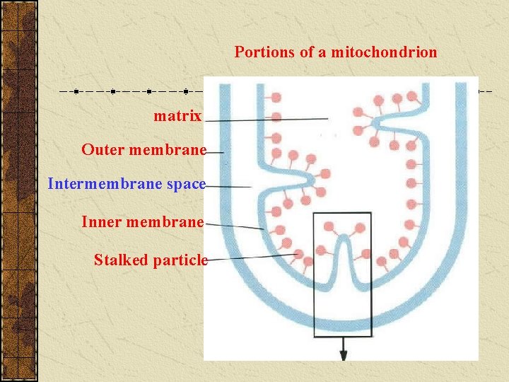 Portions of a mitochondrion matrix Outer membrane Intermembrane space Inner membrane Stalked particle Portions of a mitochondrion matrix Outer membrane Intermembrane space Inner membrane Stalked particle