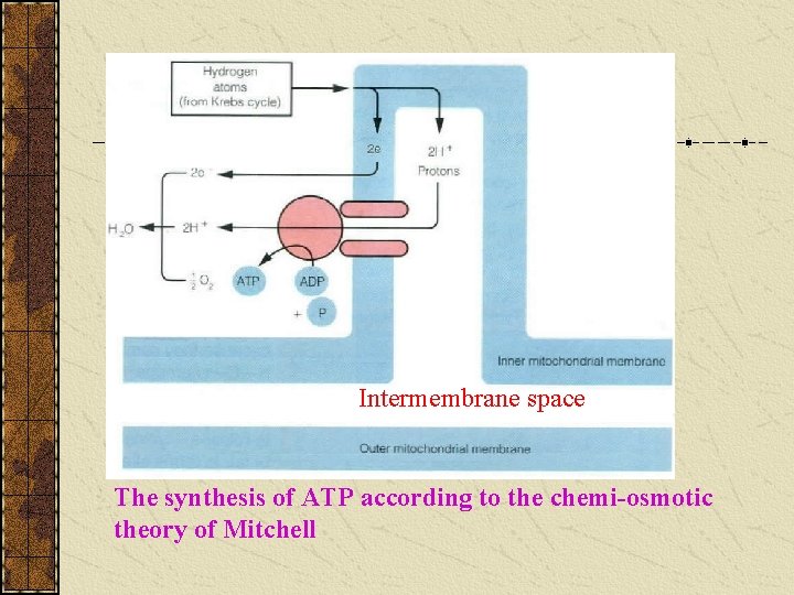 Intermembrane space The synthesis of ATP according to the chemi-osmotic theory of Mitchell Intermembrane space The synthesis of ATP according to the chemi-osmotic theory of Mitchell