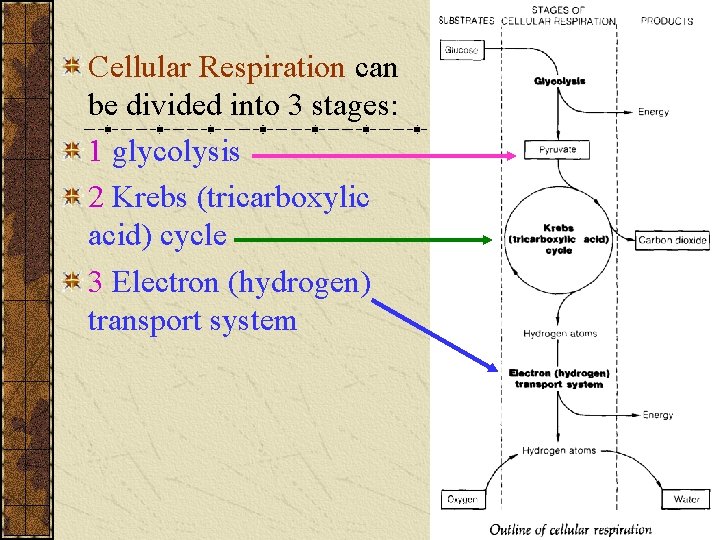 Cellular Respiration can be divided into 3 stages: 1 glycolysis 2 Krebs (tricarboxylic acid) Cellular Respiration can be divided into 3 stages: 1 glycolysis 2 Krebs (tricarboxylic acid)