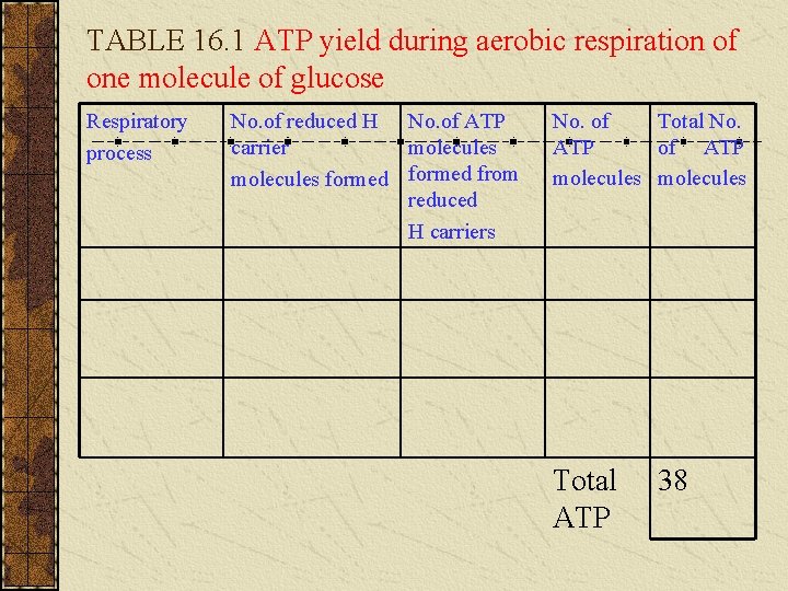 TABLE 16. 1 ATP yield during aerobic respiration of one molecule of glucose Respiratory TABLE 16. 1 ATP yield during aerobic respiration of one molecule of glucose Respiratory
