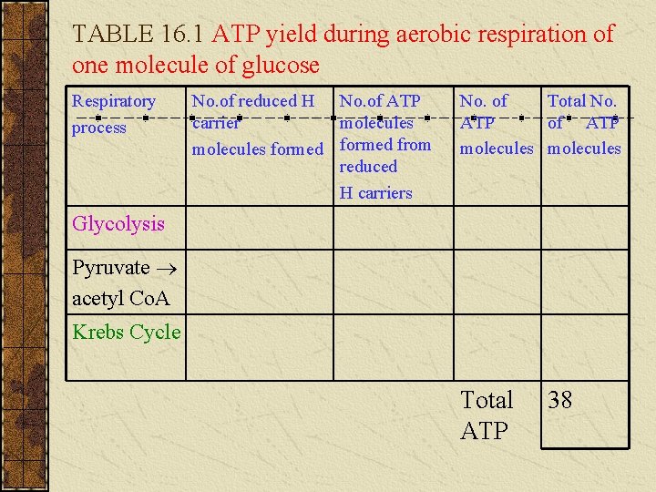 TABLE 16. 1 ATP yield during aerobic respiration of one molecule of glucose Respiratory TABLE 16. 1 ATP yield during aerobic respiration of one molecule of glucose Respiratory