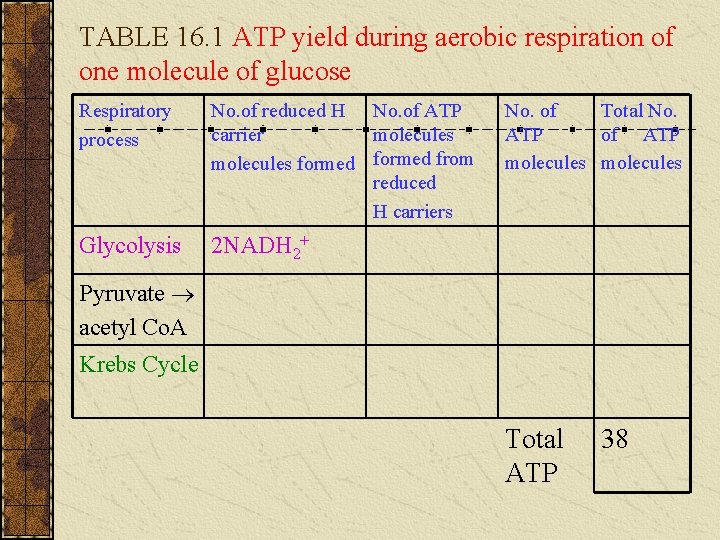 TABLE 16. 1 ATP yield during aerobic respiration of one molecule of glucose Respiratory TABLE 16. 1 ATP yield during aerobic respiration of one molecule of glucose Respiratory
