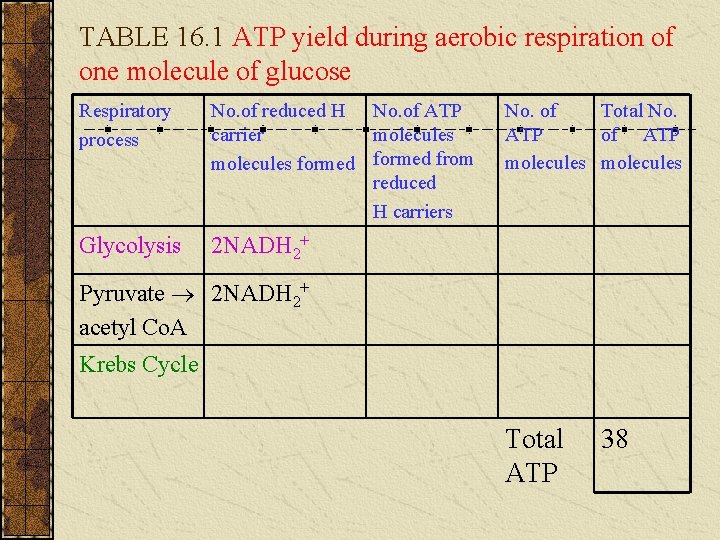 TABLE 16. 1 ATP yield during aerobic respiration of one molecule of glucose Respiratory TABLE 16. 1 ATP yield during aerobic respiration of one molecule of glucose Respiratory