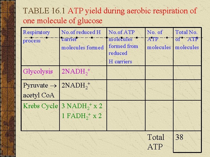 TABLE 16. 1 ATP yield during aerobic respiration of one molecule of glucose Respiratory TABLE 16. 1 ATP yield during aerobic respiration of one molecule of glucose Respiratory