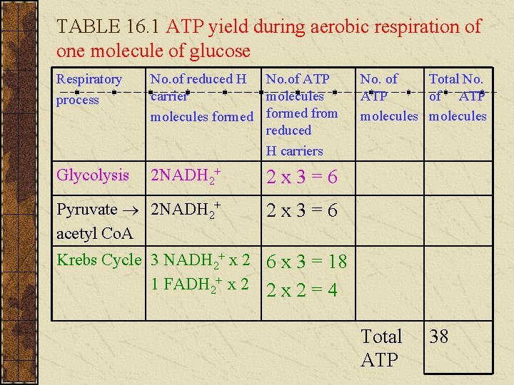 TABLE 16. 1 ATP yield during aerobic respiration of one molecule of glucose Respiratory TABLE 16. 1 ATP yield during aerobic respiration of one molecule of glucose Respiratory
