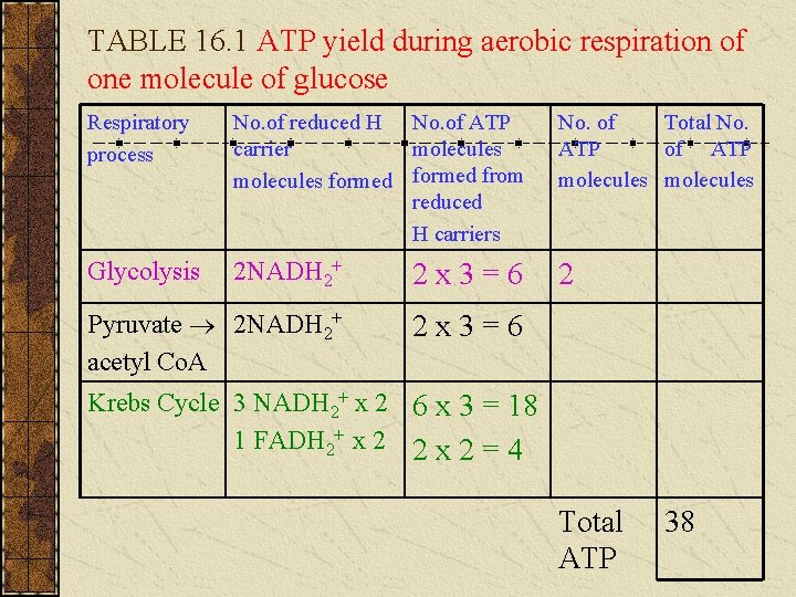 TABLE 16. 1 ATP yield during aerobic respiration of one molecule of glucose Respiratory TABLE 16. 1 ATP yield during aerobic respiration of one molecule of glucose Respiratory