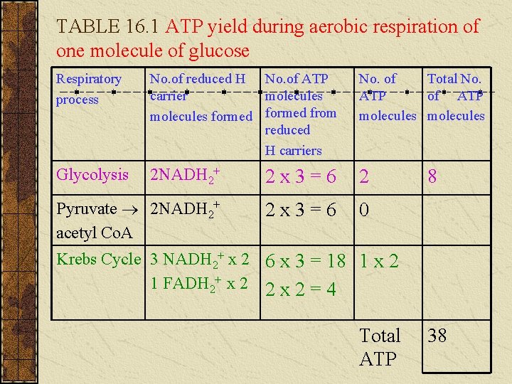 TABLE 16. 1 ATP yield during aerobic respiration of one molecule of glucose Respiratory TABLE 16. 1 ATP yield during aerobic respiration of one molecule of glucose Respiratory