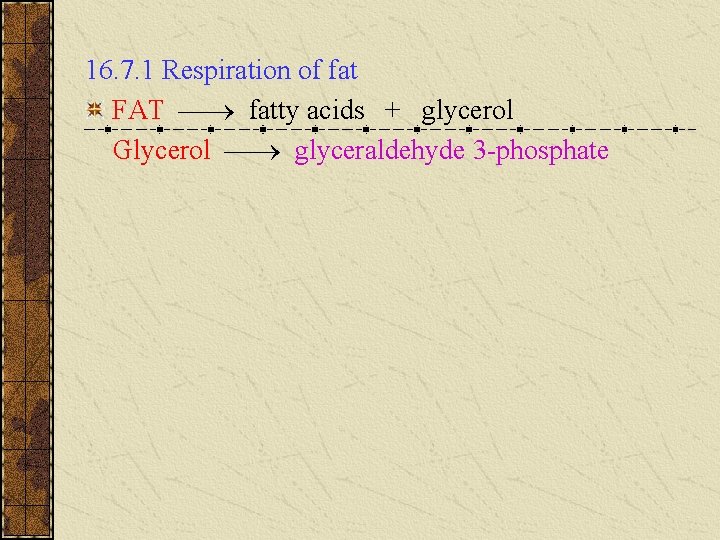 16. 7. 1 Respiration of fat FAT fatty acids + glycerol Glycerol glyceraldehyde 3 16. 7. 1 Respiration of fat FAT fatty acids + glycerol Glycerol glyceraldehyde 3