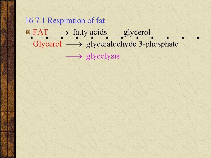 16. 7. 1 Respiration of fat FAT fatty acids + glycerol Glycerol glyceraldehyde 3 16. 7. 1 Respiration of fat FAT fatty acids + glycerol Glycerol glyceraldehyde 3