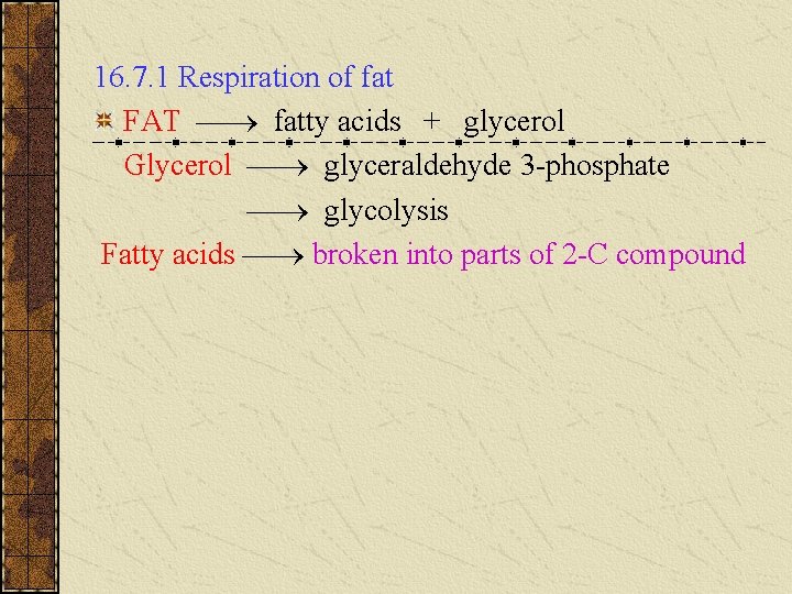 16. 7. 1 Respiration of fat FAT fatty acids + glycerol Glycerol glyceraldehyde 3 16. 7. 1 Respiration of fat FAT fatty acids + glycerol Glycerol glyceraldehyde 3