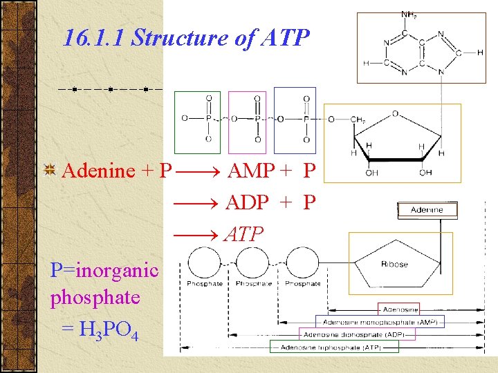 16. 1. 1 Structure of ATP Adenine + P AMP + P ADP + 16. 1. 1 Structure of ATP Adenine + P AMP + P ADP +