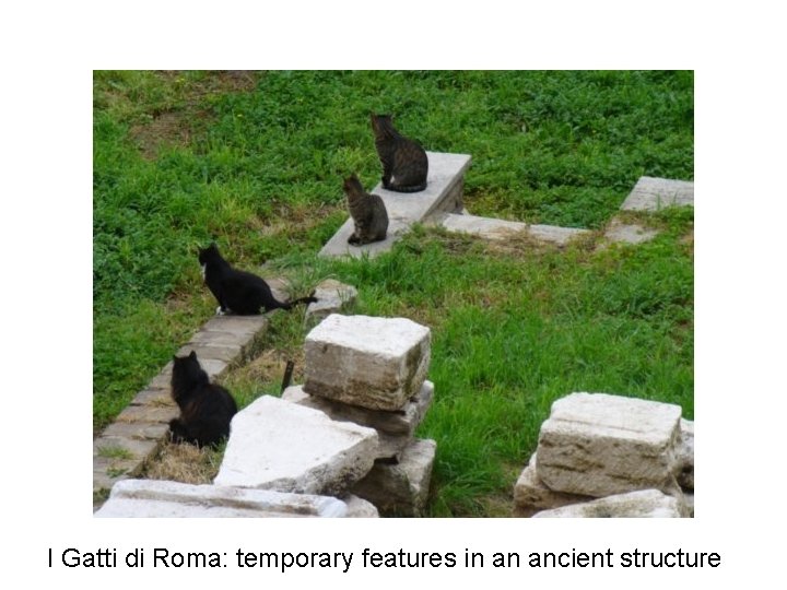 I Gatti di Roma: temporary features in an ancient structure 