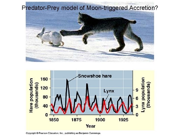 Predator-Prey model of Moon-triggered Accretion? 