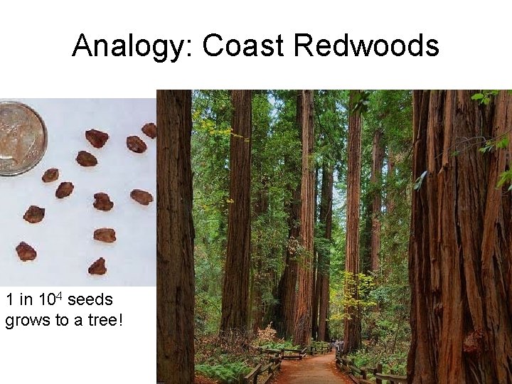 Analogy: Coast Redwoods 1 in 104 seeds grows to a tree! 