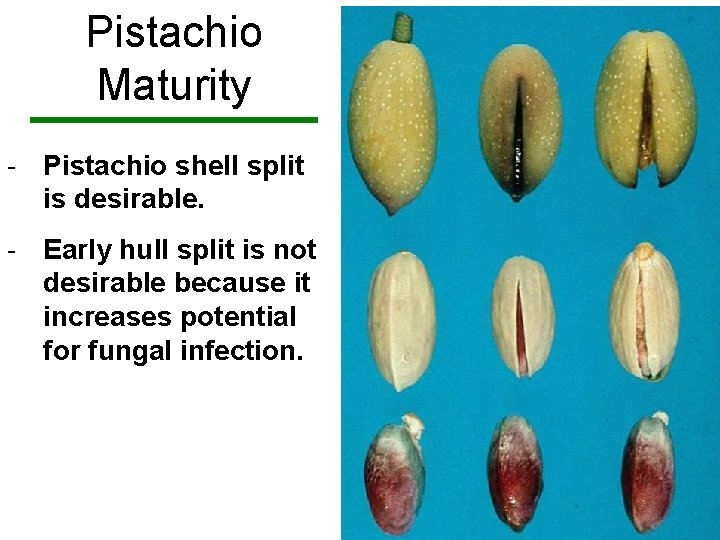Pistachio Maturity - Pistachio shell split is desirable. - Early hull split is not