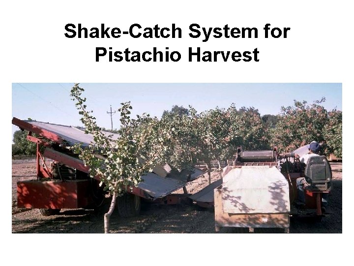 Shake-Catch System for Pistachio Harvest 