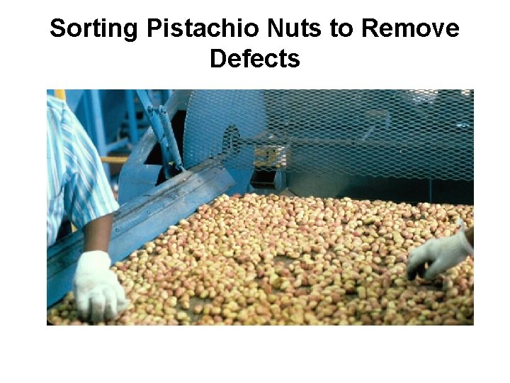 Sorting Pistachio Nuts to Remove Defects 