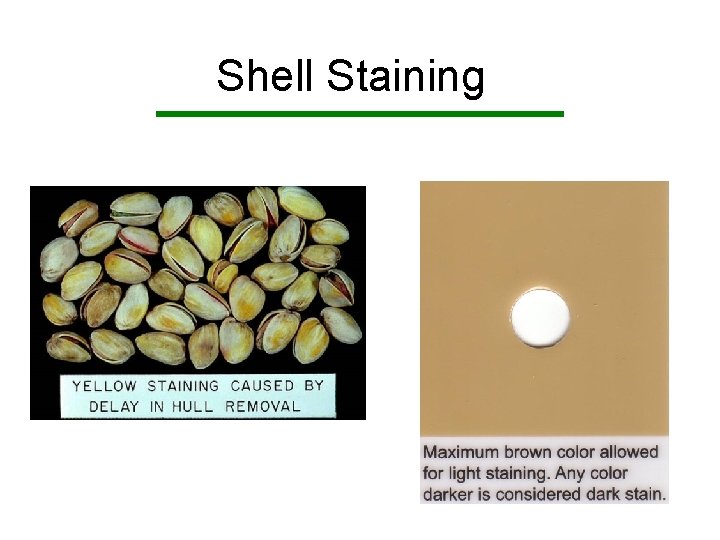 Shell Staining 