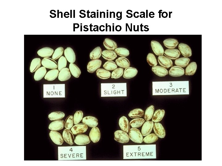 Shell Staining Scale for Pistachio Nuts 