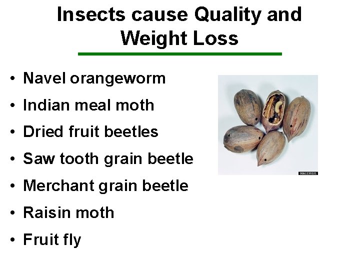 Insects cause Quality and Weight Loss • Navel orangeworm • Indian meal moth •