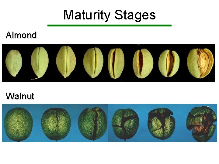 Maturity Stages Almond Walnut 