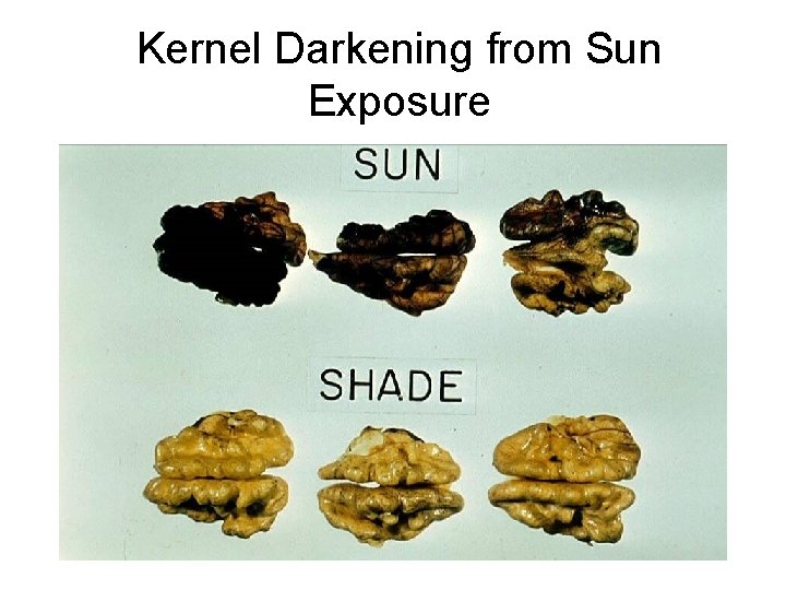 Kernel Darkening from Sun Exposure 