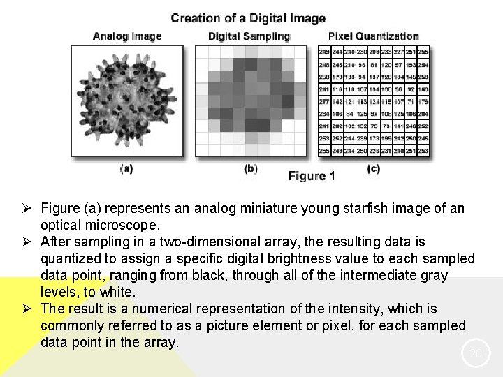 Ø Figure (a) represents an analog miniature young starfish image of an optical microscope.